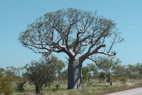 Baobab